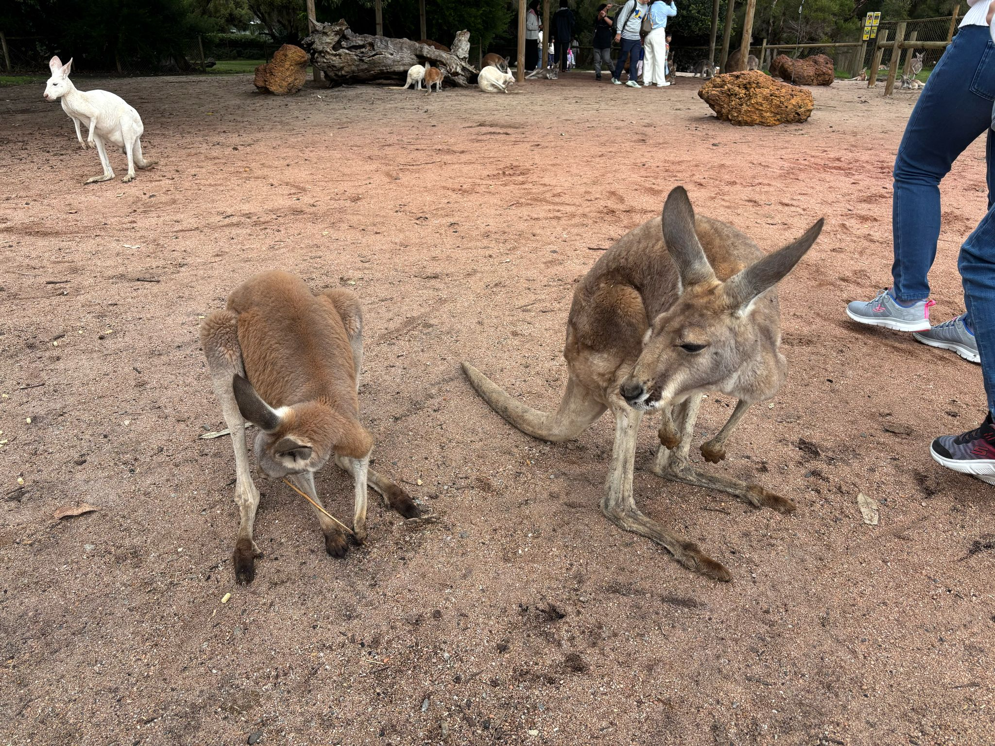 Mandatory kangaroo photo.
